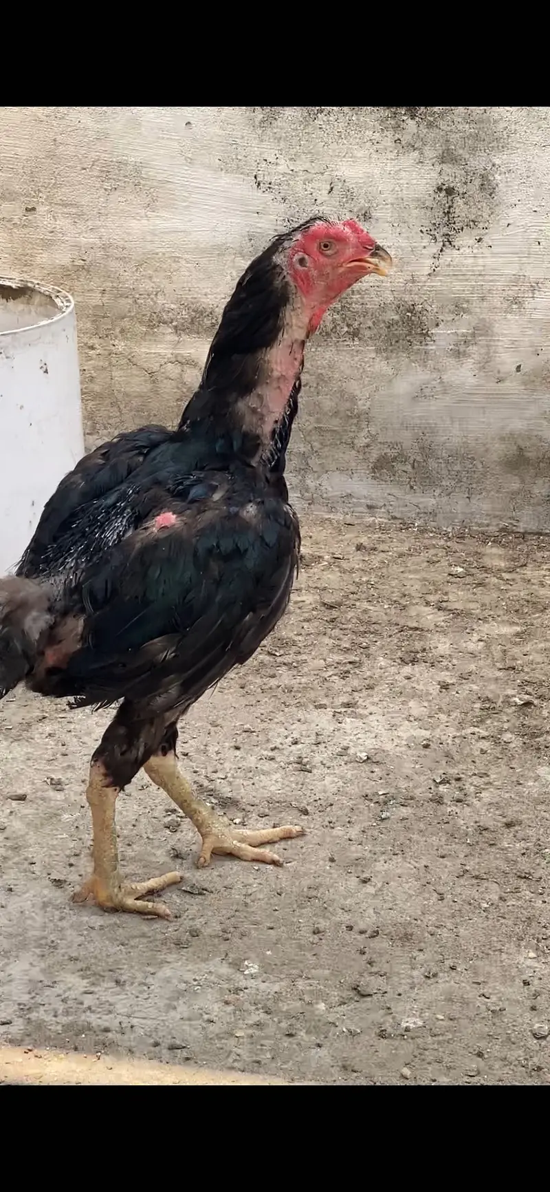Mix Aseel Desi Murghay Murghiyan Alag Alag rate bhi mil jaayega thanks — photo 2