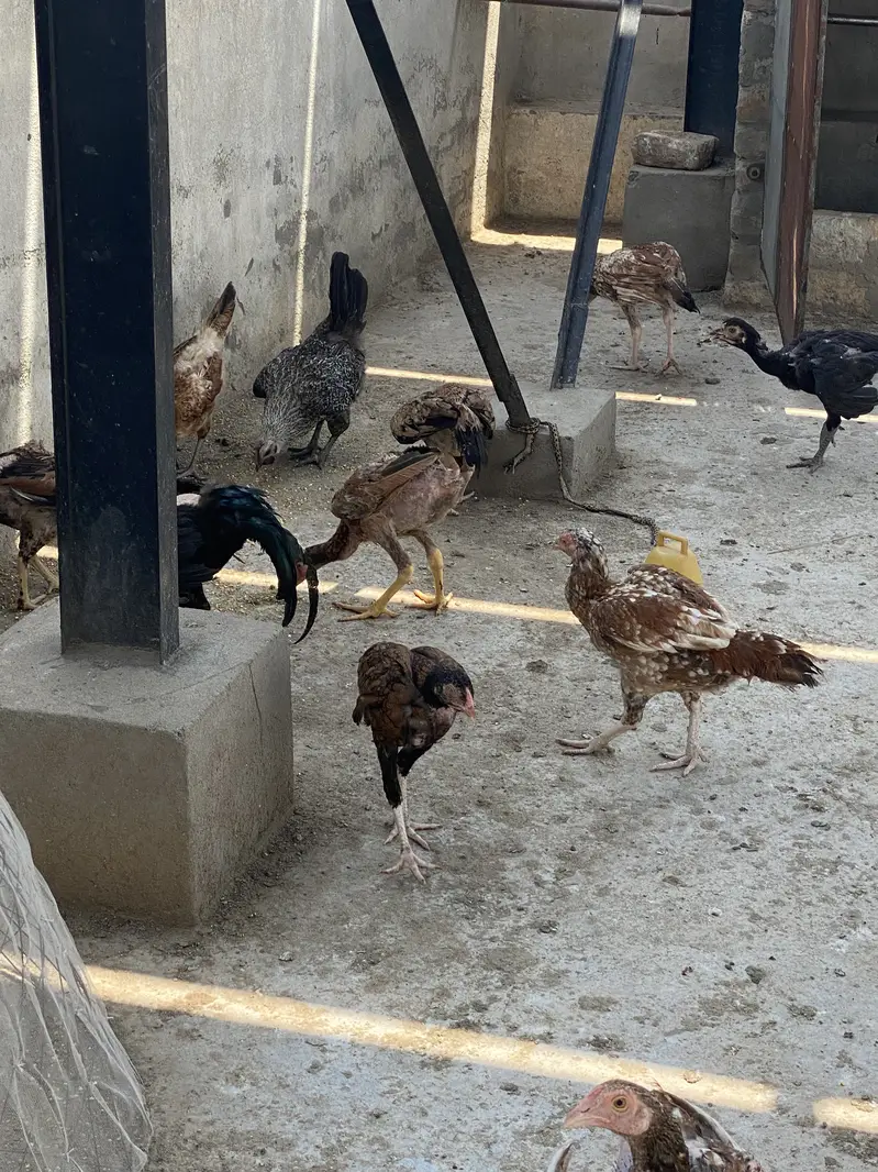Mix Aseel Desi Murghay Murghiyan Alag Alag rate bhi mil jaayega thanks — photo 4