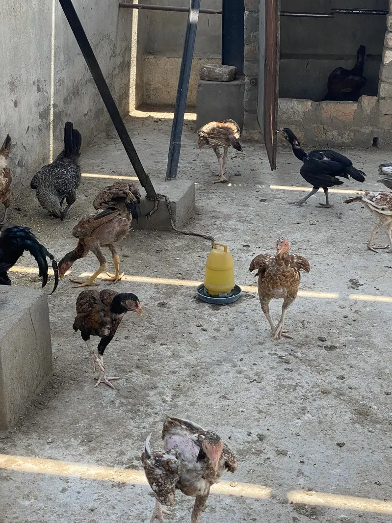 Mix Aseel Desi Murghay Murghiyan Alag Alag rate bhi mil jaayega thanks — photo 5