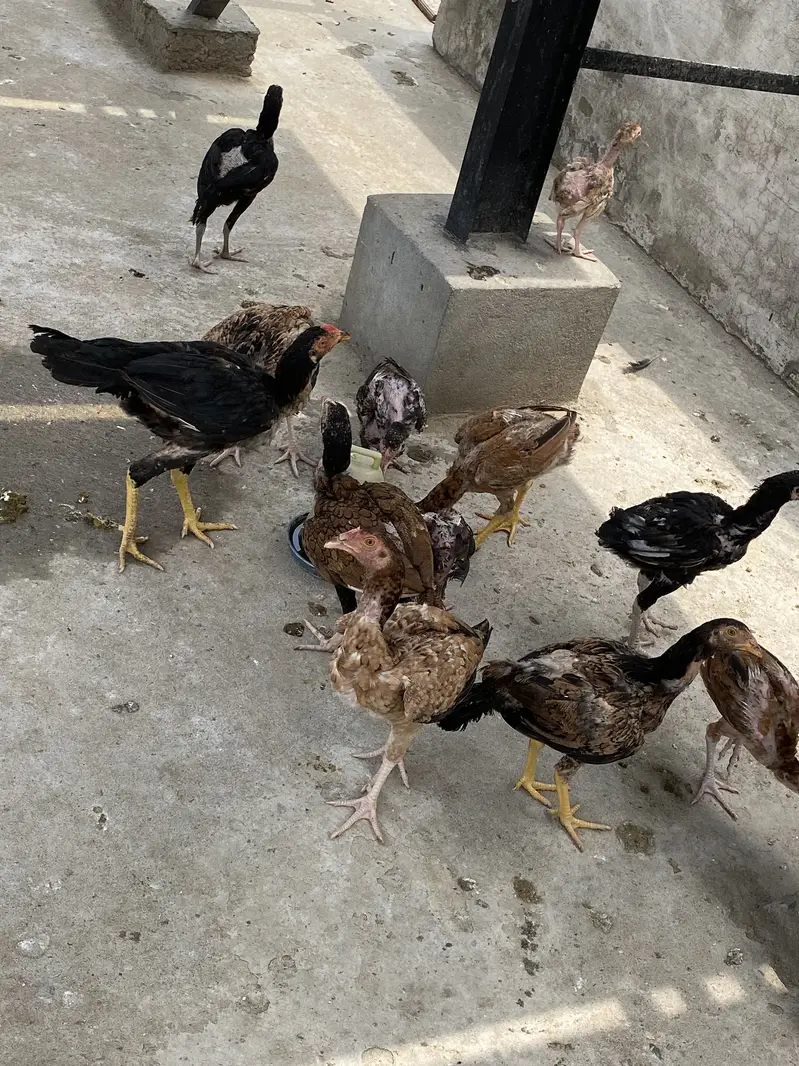 Mix Aseel Desi Murghay Murghiyan Alag Alag rate bhi mil jaayega thanks — photo 6