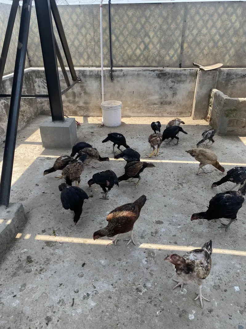 Mix Aseel Desi Murghay Murghiyan Alag Alag rate bhi mil jaayega thanks — photo 7