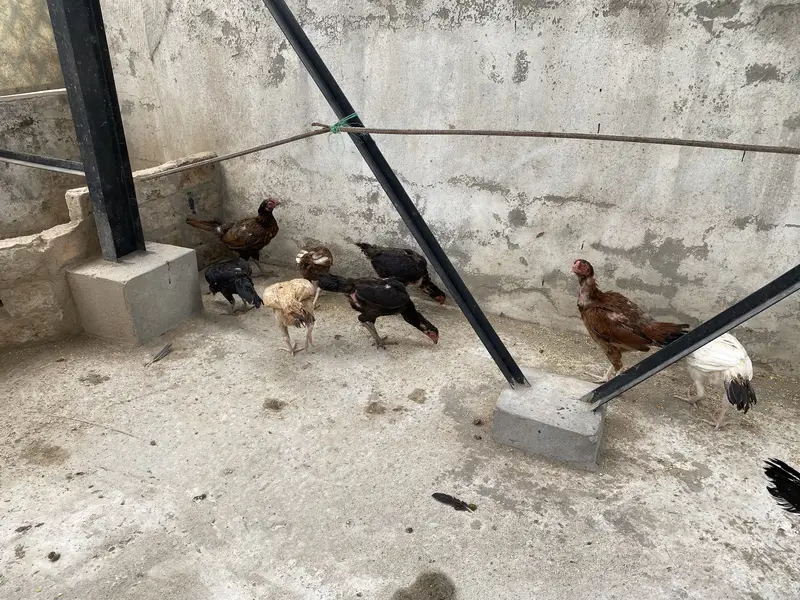 Mix Aseel Desi Murghay Murghiyan Alag Alag rate bhi mil jaayega thanks — photo 8