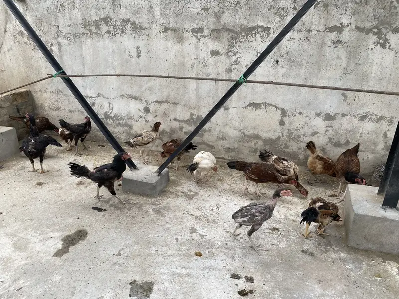 Mix Aseel Desi Murghay Murghiyan Alag Alag rate bhi mil jaayega thanks — photo 9