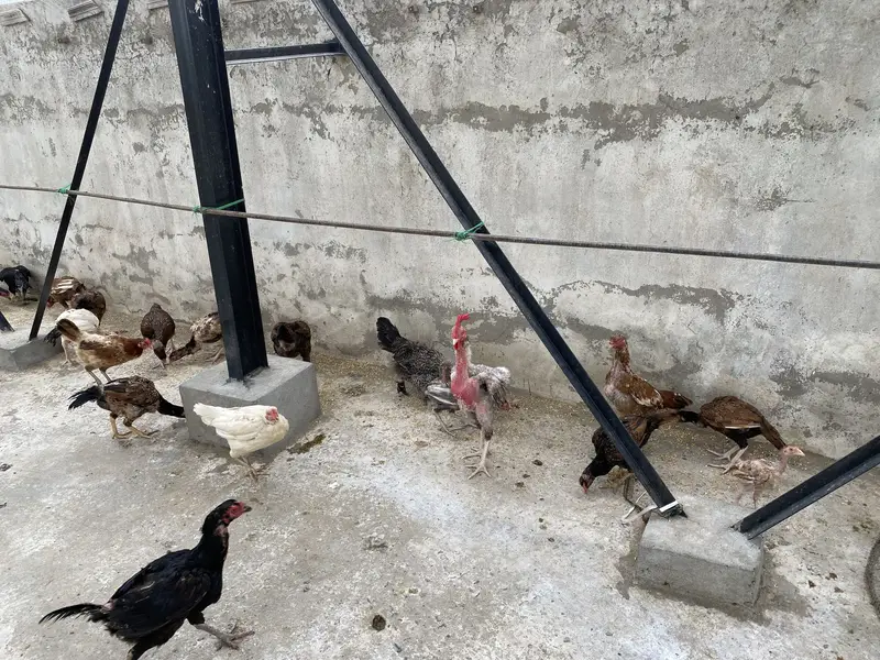 Mix Aseel Desi Murghay Murghiyan Alag Alag rate bhi mil jaayega thanks — photo 11