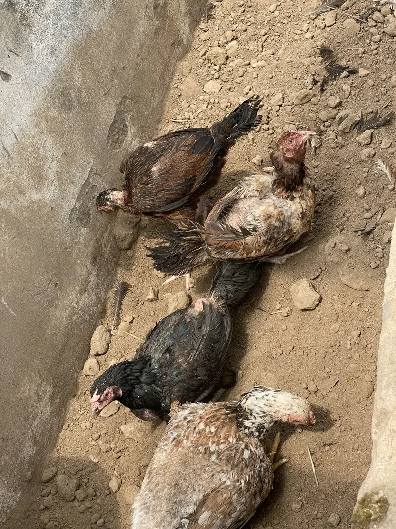 Mix Aseel Desi Murghay Murghiyan Alag Alag rate bhi mil jaayega thanks — photo 12