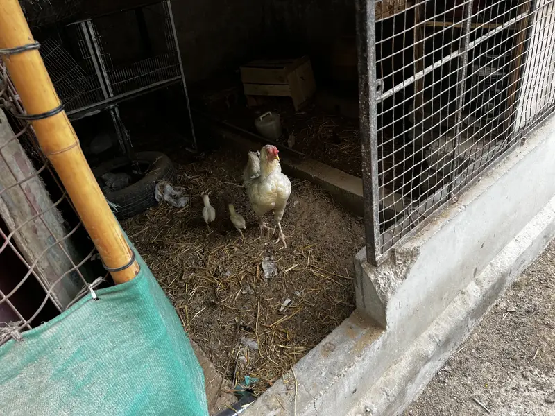 aseel — photo 3