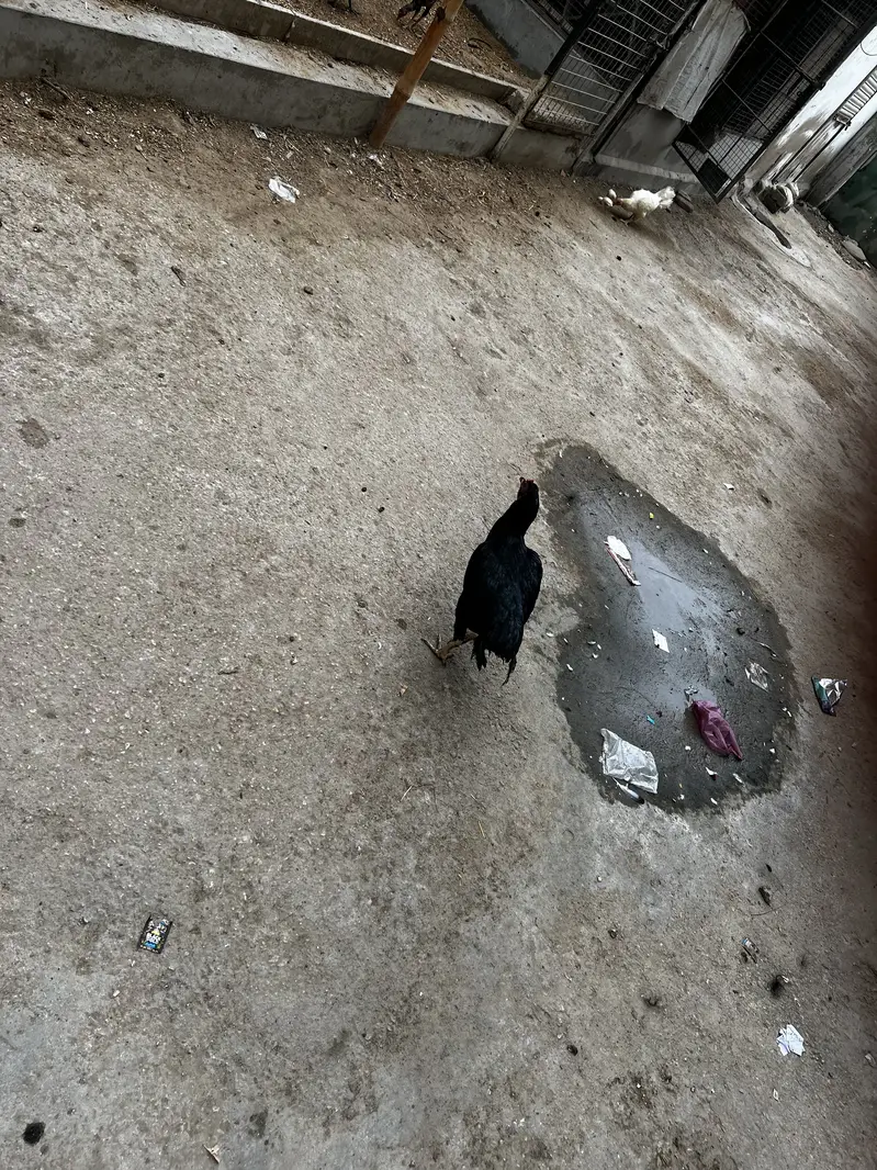 aseel — photo 4
