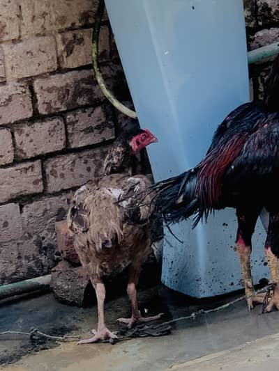 For sale