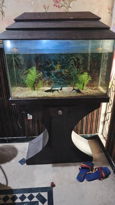Beautiful Aquarium