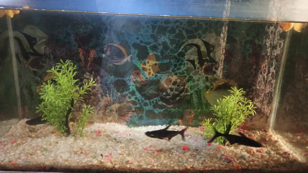 Beautiful Aquarium — photo 2