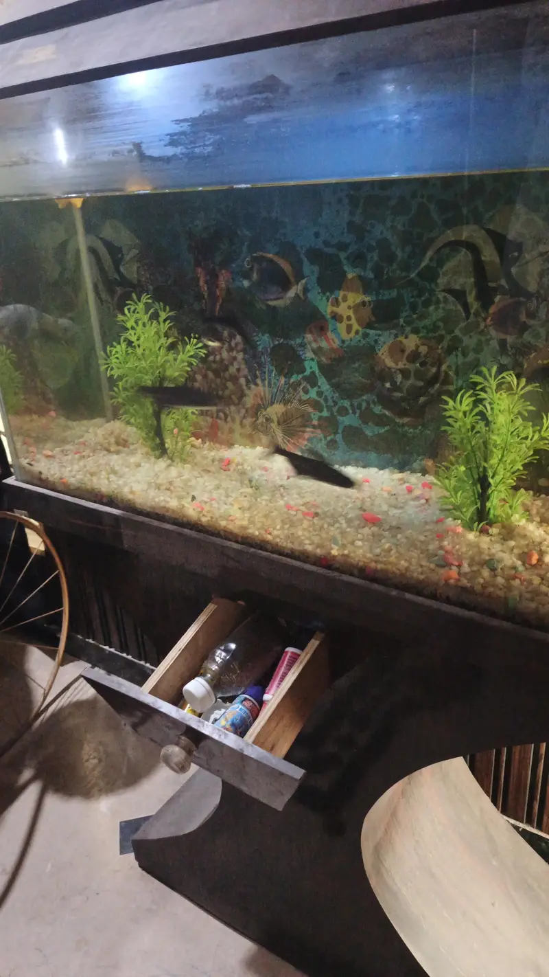 Beautiful Aquarium — photo 3