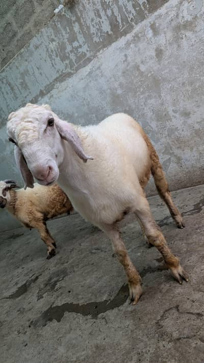 Healthy Dumba for Sale