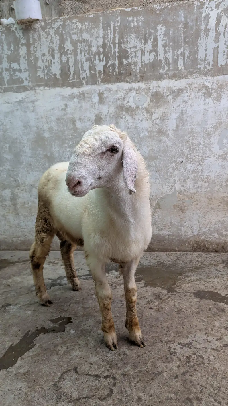 Healthy Dumba for Sale — photo 3