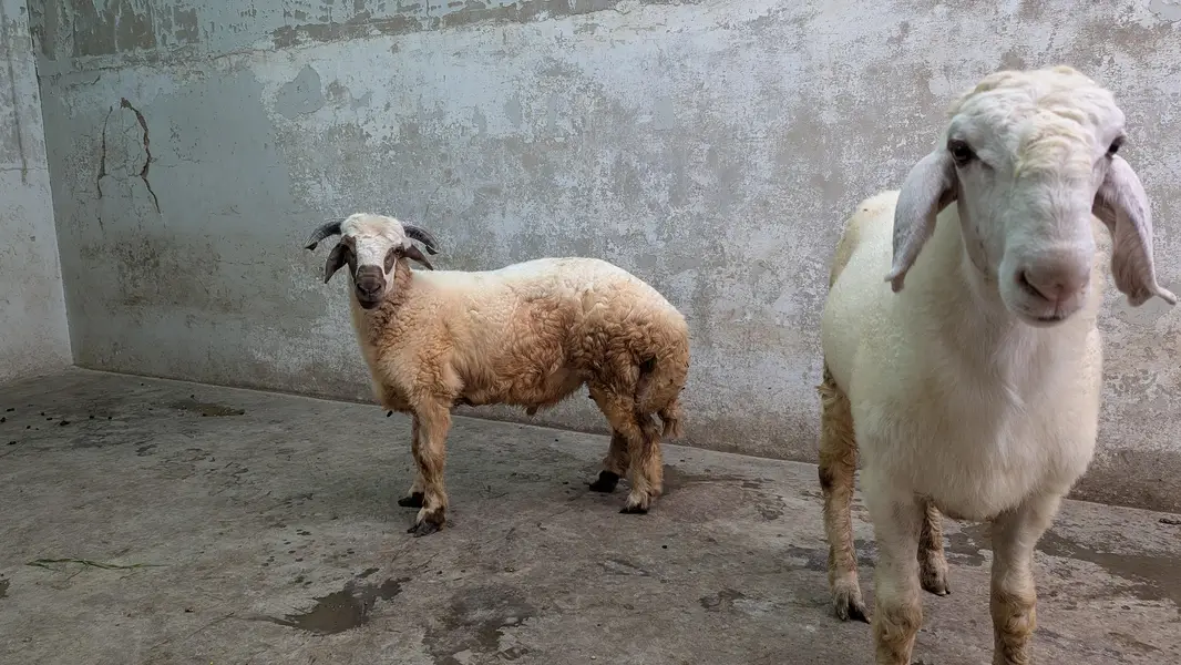 Healthy Dumba for Sale — photo 4