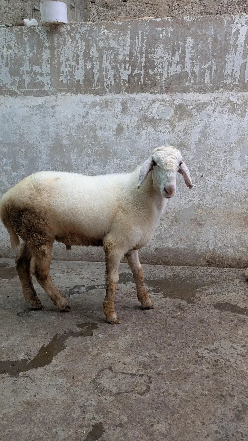 Healthy Dumba for Sale — photo 7