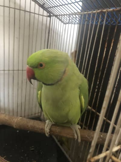 HANDTAME INDIAN GREEN RING NECK PARROT