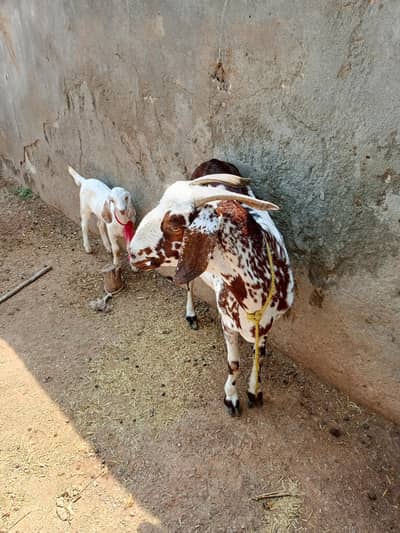 for sale two healthy goats mother and baby