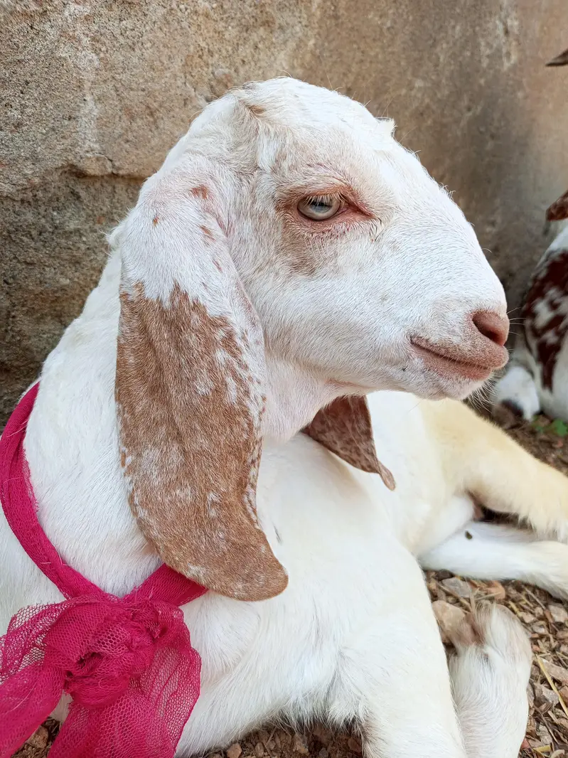 for sale two healthy goats mother and baby — photo 2