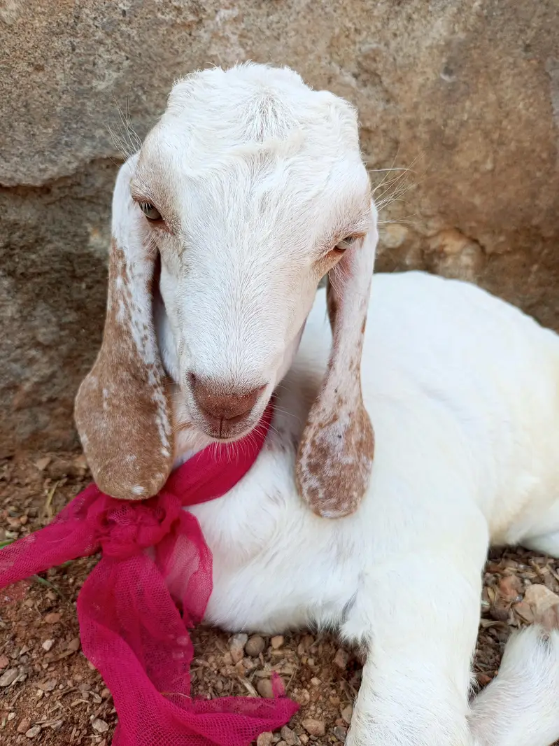 for sale two healthy goats mother and baby — photo 3