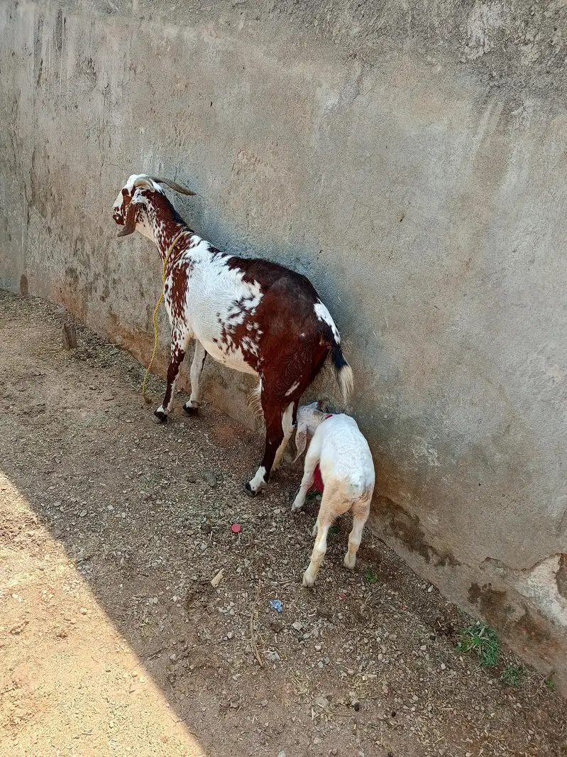 for sale two healthy goats mother and baby — photo 4