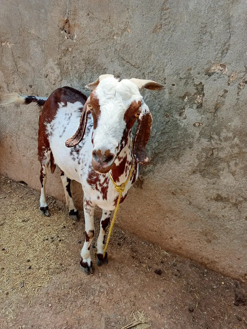 for sale two healthy goats mother and baby — photo 5