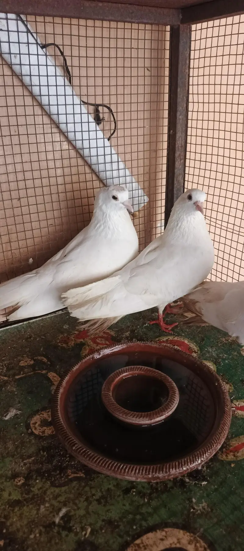 7 edded laqqe 4 sela — photo 4