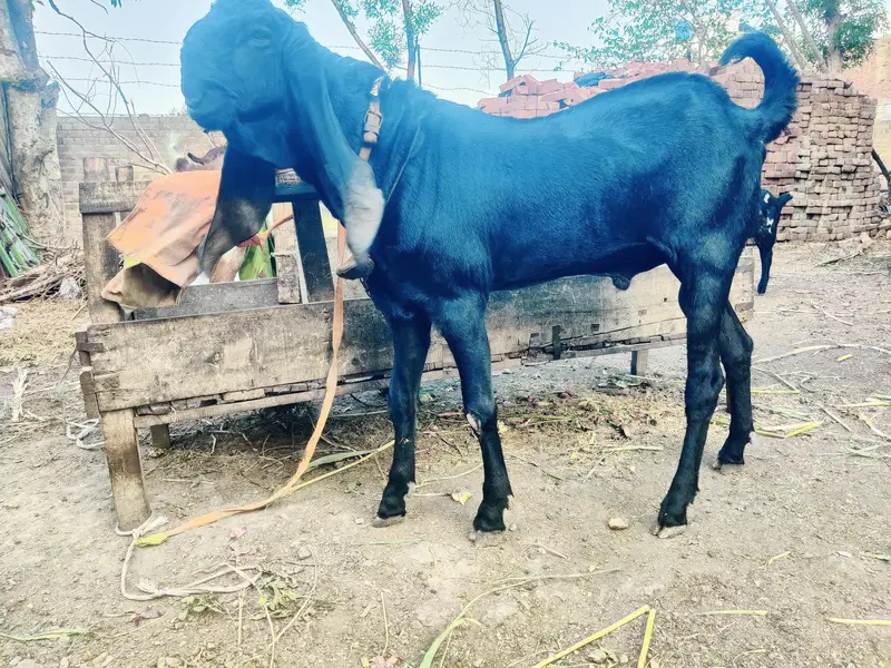 Aunder Bakra