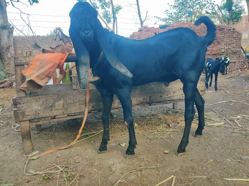 Aunder Bakra — photo 2