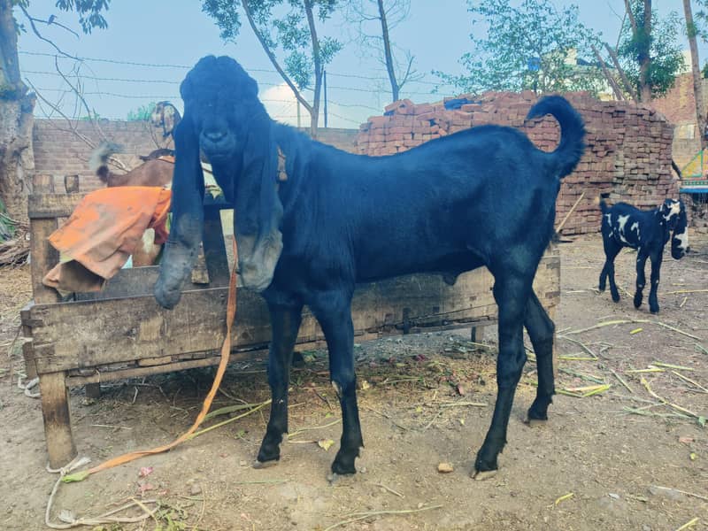 Aunder Bakra 2