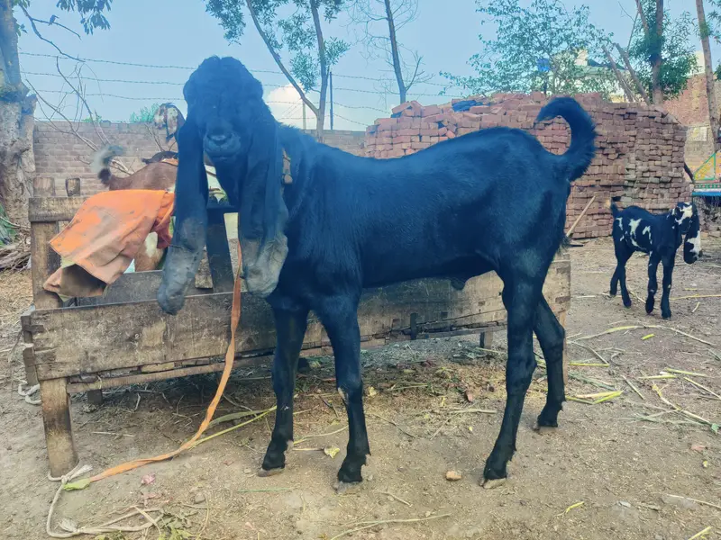 Aunder Bakra — photo 3