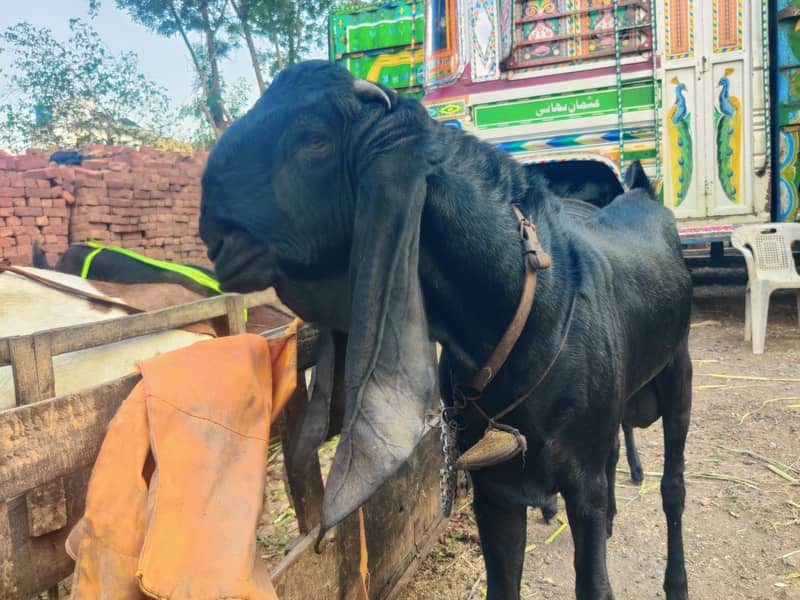 Aunder Bakra 3