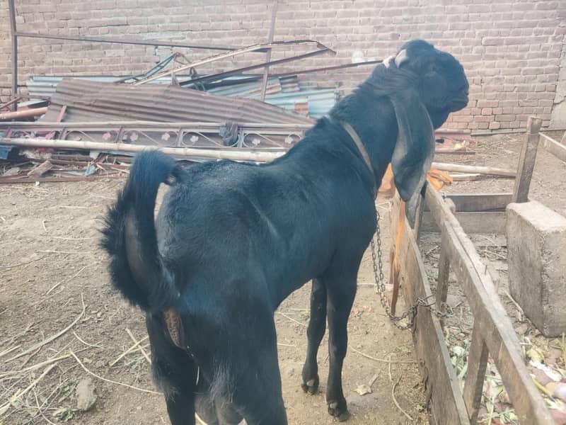 Aunder Bakra 4