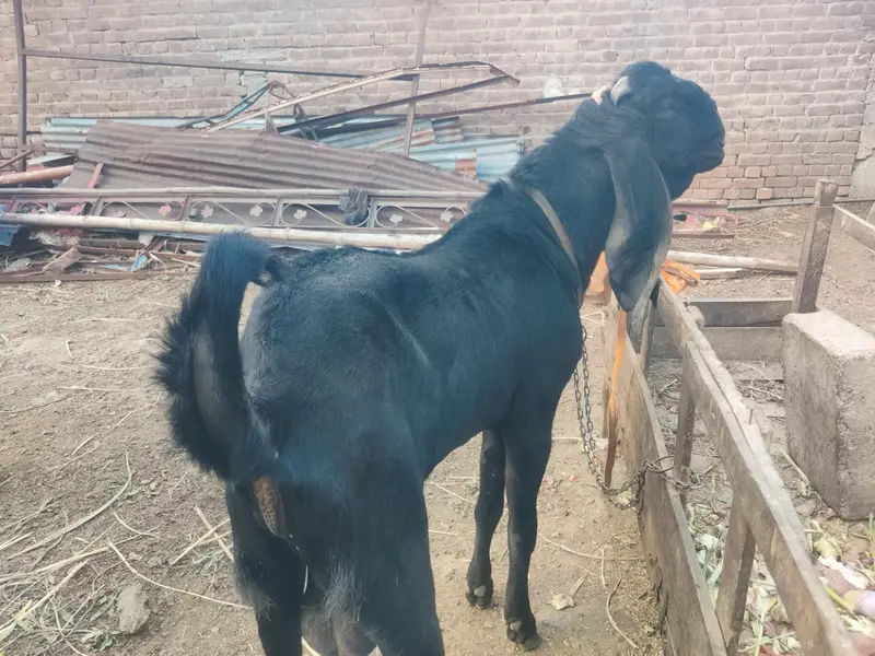 Aunder Bakra — photo 5