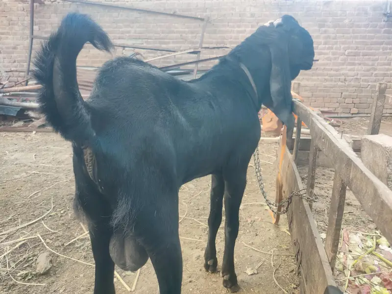Aunder Bakra — photo 6