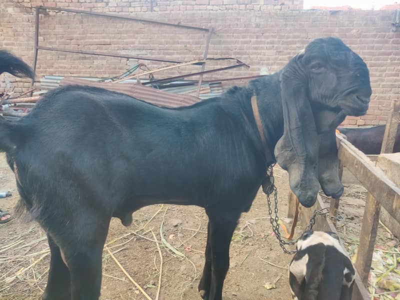 Aunder Bakra 6