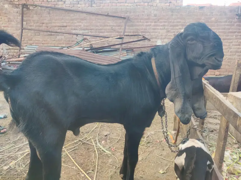 Aunder Bakra — photo 7