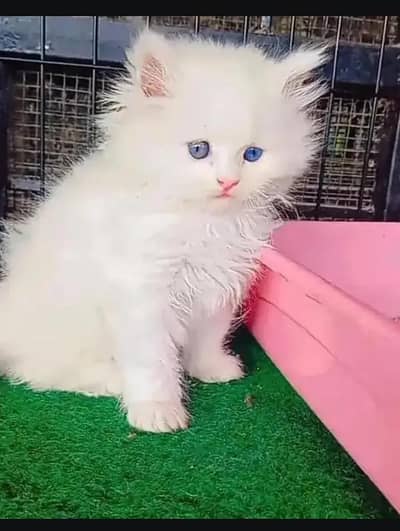 persian cat for sale My WhatsApp number 03093713755