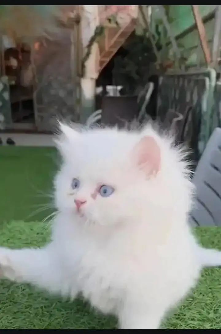 persian cat for sale My WhatsApp number 03093713755 — photo 2