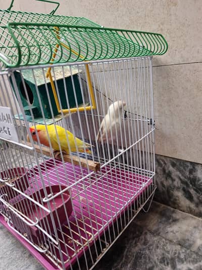Pair Love Birds