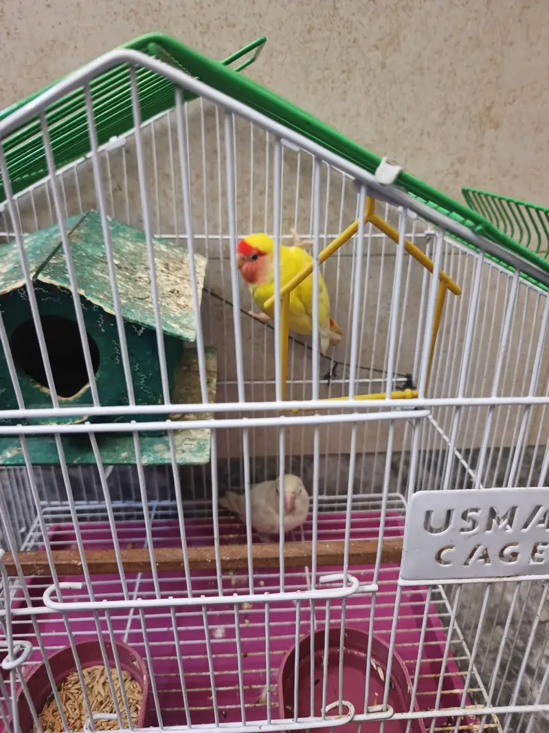 Pair Love Birds — photo 2