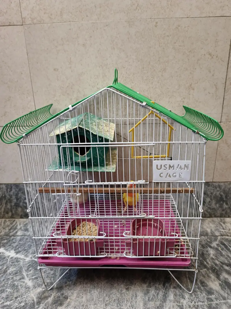 Pair Love Birds — photo 3