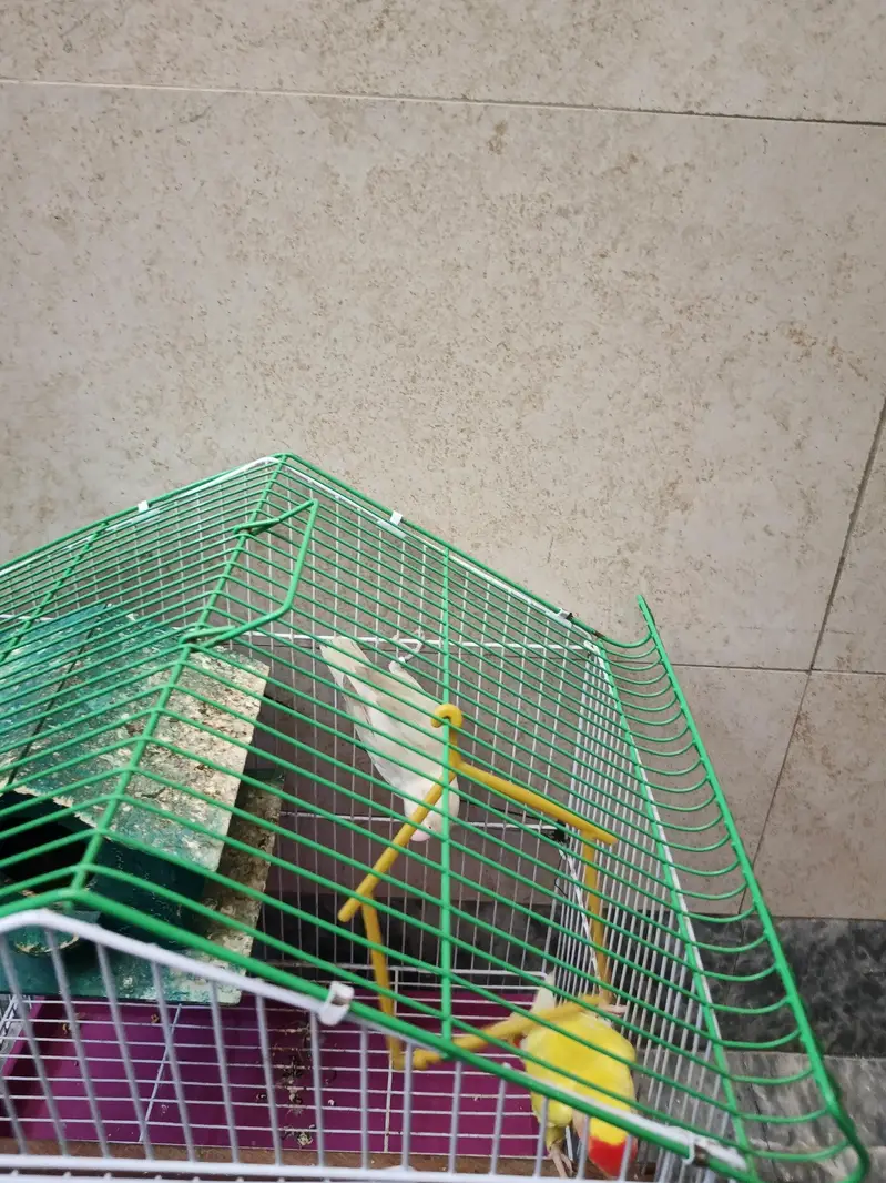 Pair Love Birds — photo 4