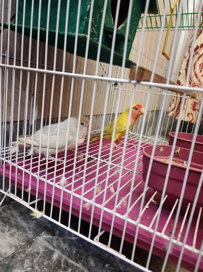 Pair Love Birds — photo 5