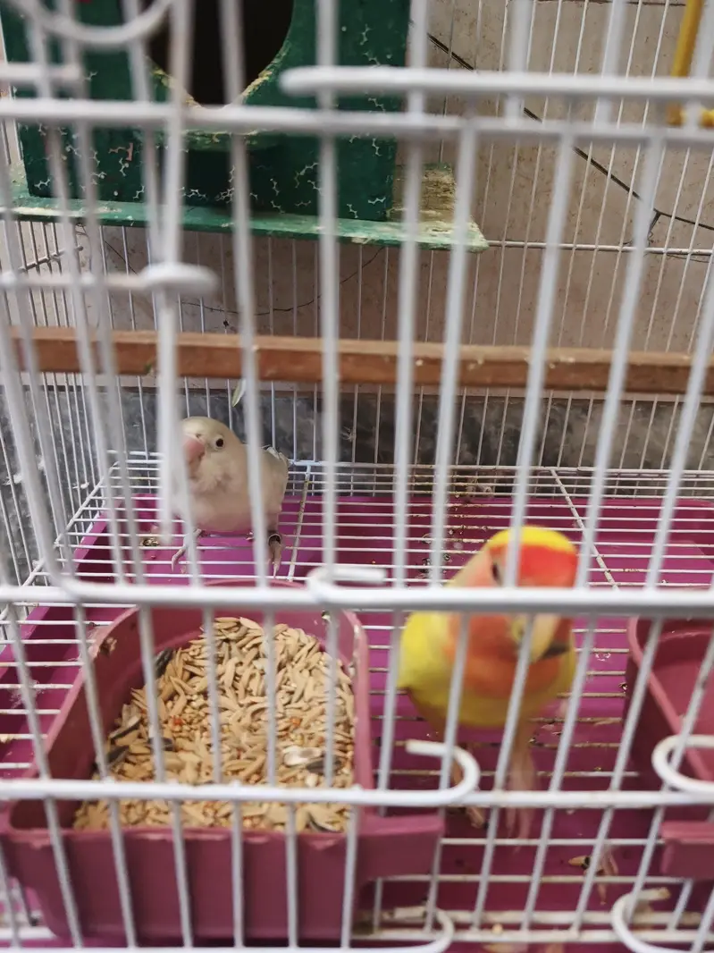 Pair Love Birds — photo 6