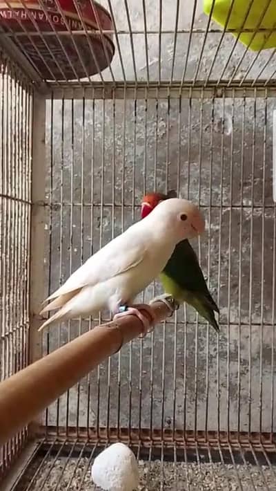 Albino Opline Female and Green/ino/opline/b1 Male Lutino opline workin