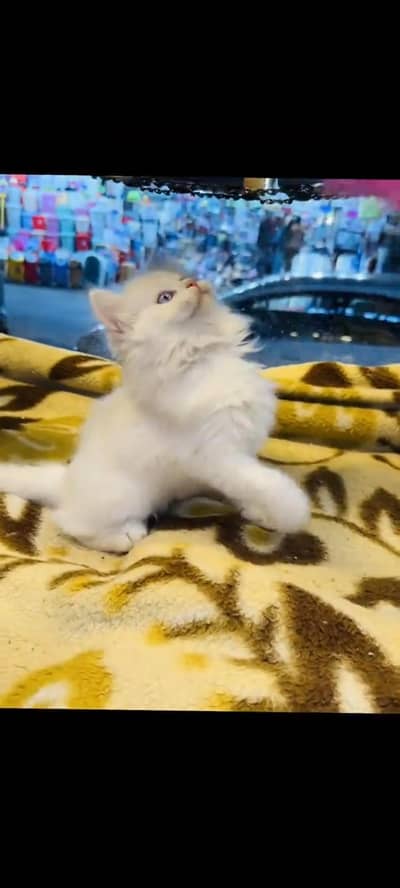 persian cat for sale My WhatsApp number 03093713755