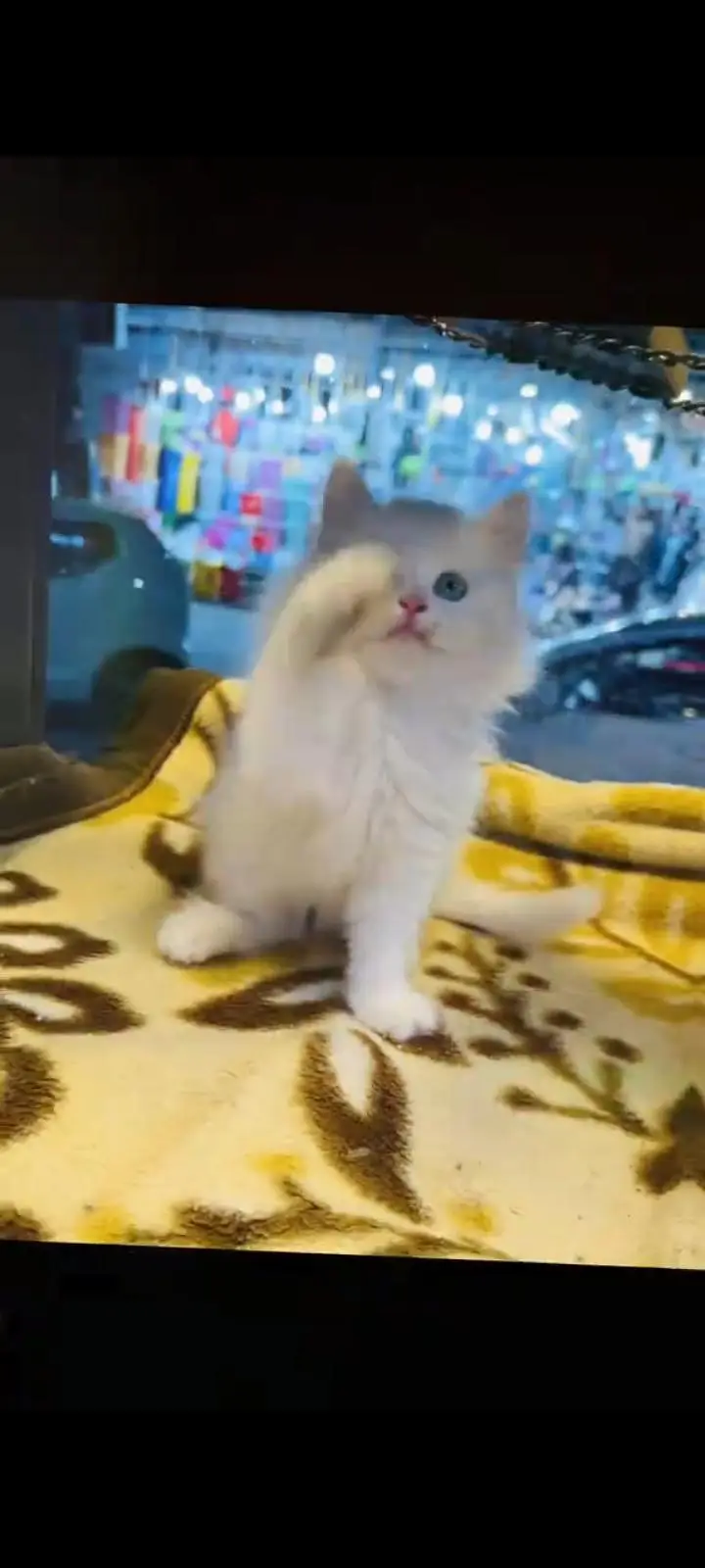 persian cat for sale My WhatsApp number 03093713755 — photo 2