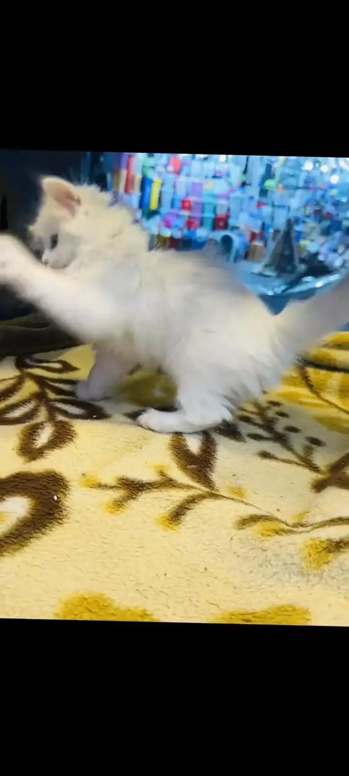 persian cat for sale My WhatsApp number 03093713755 — photo 3