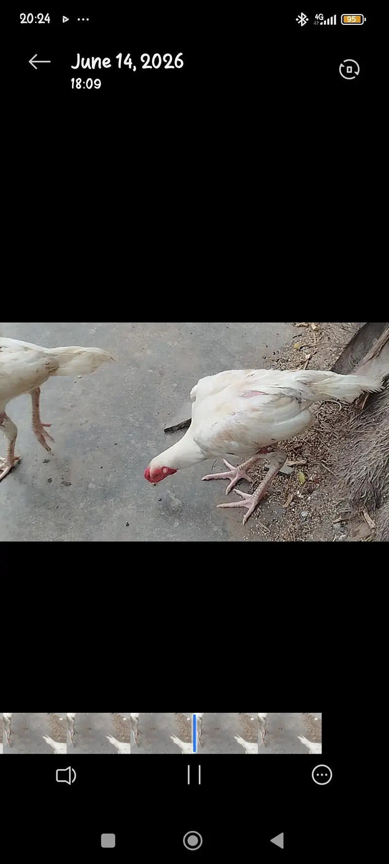 eggs of heera hen — photo 2