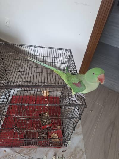 Talking Parrot